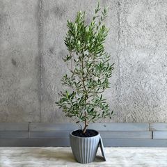 大型 美形 オリーブの木 シプレッシーノ 10号 テラコッタ鉢植え