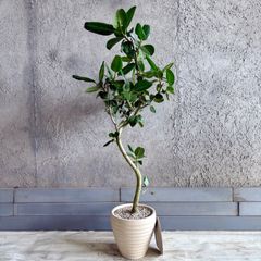 大型 美形 オリーブの木 シプレッシーノ 10号 テラコッタ鉢植え