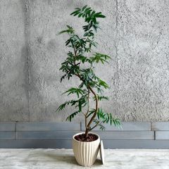 大型 美形 オリーブの木 シプレッシーノ 10号 テラコッタ鉢植え
