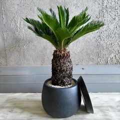 大型 美形 オリーブの木 シプレッシーノ 10号 テラコッタ鉢植え