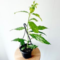 フィカス マイクロゴム 6株植え コンパクト観葉 calm cafe - メルカリ