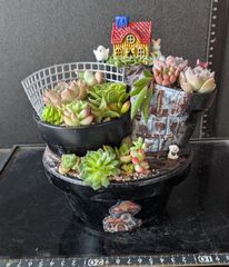 26070801多肉植物の寄せ植え☆組鉢作品☆5号浅鉢5鉢組 - メルカリ