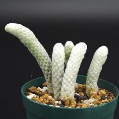 多肉植物 カランコエ パンコ(ロウルサンコさんオリジナル・国内繁殖