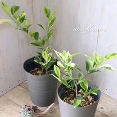 希少♡斑入り♡エバーフレッシュ♡ネムの木♡観葉植物♡インテリア
