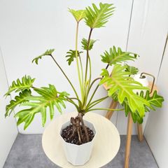フィロデンドロン ジャイアントザナドゥ 幹上がり 36【現品】観葉植物