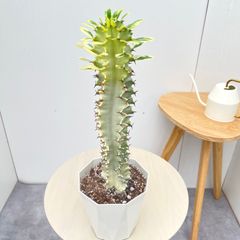 クロトン【現品】観葉植物 カラーリーフ 室内 大型 - メルカリ