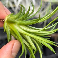 チランジア モーリアナ(モウリアナ) Tillandsia mauryana＊エア