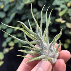 チランジア モーリアナ(モウリアナ) Tillandsia mauryana＊エア
