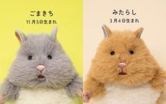 新品 はむにぎり りぶはぁと おもち みたらし ごまきち ぬいぐるみ 3点