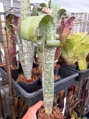 ビルベルギア Billbergia Toneprai Polaris - メルカリ