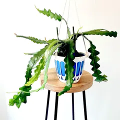 【再入荷】《人気商品》フィッシュボーンカクタス エピフィラムアングリガー calm cafのサムネイル