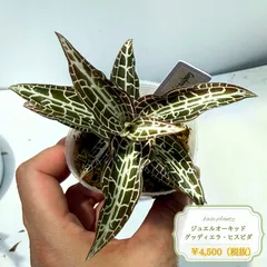 ジュエルオーキッド グッディエラ・ヒスピダのサムネイル