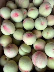 🍑硬め桃  5 kg  シャキシャキ食感 #クール便 #送料無料のサムネイル