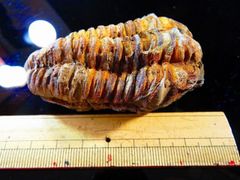 アンモナイト 化石 40センチ母岩付き ユーボストリコセラス ムラモトイ