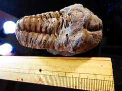 三葉虫 化石 fossil 海 ボリビア産 trilobite 海生動物種別⑩ - メルカリ