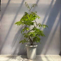 tino様専用 エバーフレッシュ 曲がり仕立て バルーン陶器鉢 植え込み