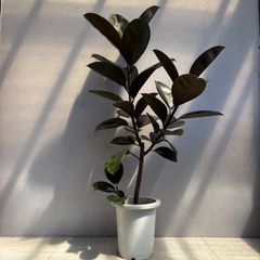 フィカス ジン 実生株 最高等級 1点 大株 希少 斑入り インテリア 観葉