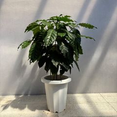 【鉢ごと発送】コーヒーの木 斑入り 4号鉢 オーレア系斑入り【匿名配送】 鉢ごと発送】コーヒーの木 斑入り 4号鉢 オーレア系斑入り【匿名配送