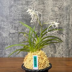 富貴蘭 花祭り 大株 何本立ってるかわからない❗️ - メルカリ