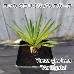 鉢ごと】ユッカ グロリオサバリエガータ Yucca gloriosa variegata
