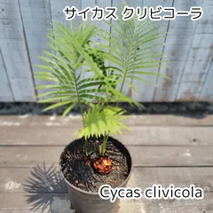 2026年最新】ソテツ 希少の人気アイテム - メルカリ