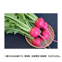 カラフルラディッシュ 35個 大 無農薬栽培 - メルカリ