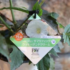 丸葉 シロタエギク もふもふ しろうさぎ 3〜3.5号ポット苗 【3株販売