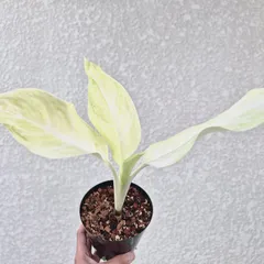 《Aglaonema Sun drop mutation》アグラオネマ サンドロップ 観葉植物 ／ レッドリーフ／ポット発送のサムネイル