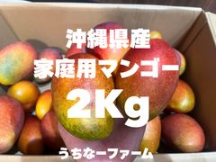 沖縄県産 摘果マンゴー箱なし1.4kg｜100〜300g 青マンゴー - メルカリ