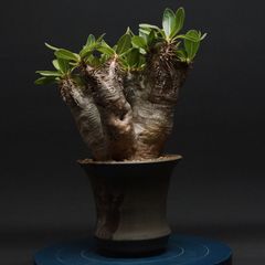 超希少　塊根植物 ねじれ幹　ユーカリ 超希少 塊根植物 ねじれ幹 ユーカリ - メルカリ