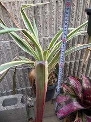ビルベルギア Billbergia Toneprai Polaris - メルカリ