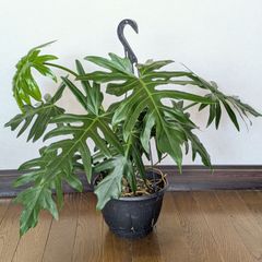 ①希少品種のモンステラ・ジェイドウイング8号鉢（オシャレで