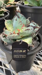 【極上ブツ】アガベ チタノタ BB怪獣 ブラック&ブルー ブツブツ 強棘 発根管理中 中株のサムネイル