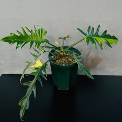 光を纏うリーフ セロームゴールド 観葉植物 calm cafe - メルカリ