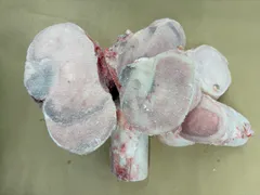 ハラル認証 近江牛 牛骨 1kgのサムネイル