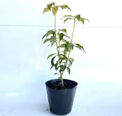 バオバブの木 沖縄生まれ 熱帯果樹 接木苗 - メルカリ