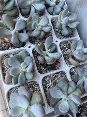 多肉植物 水蜜桃 抜き苗 - メルカリ