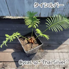 2026年最新】サイカス タイシルバーの人気アイテム - メルカリ