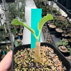 キフォステンマ・ウター マクロプス Cyphostemma uter var. macropus 国内実生苗のサムネイル