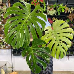 Z473塊根植物 タコモノ ユーフォルビア ラミグランス 実生株鉢のまま