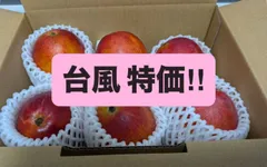 【台風直前特価】クール便無料！沖縄県産完熟マンゴー 大玉2L×6個(2kg)のサムネイル