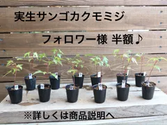 受取評価５００件記念♪ 詳しくは商品説明へ(^^♪  実生サンゴカクモミジがフォロワー様は半額(^^♪  400円引♪ミニ盆栽 素材 もみじ モミジのサムネイル