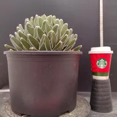 C007 「イベント品Y」アガベ ササノユキ XL【最新到着・美株・Agave victoriae-reginae・笹の雪・美株・塊根植物】のサムネイル