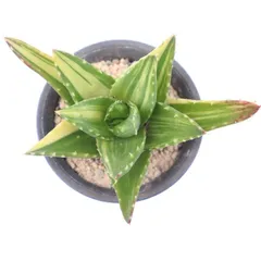 多肉植物 不夜城錦 優斑 アロエ 現品 TK12-36 斑入り 観葉植物 インテリア 園芸 多年草 ガーデニング 室内 植物 インドアグリーンのサムネイル