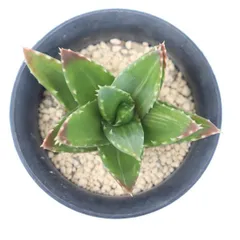 多肉植物 不夜城錦 並斑 アロエ 現品 TK12-37 斑入り 観葉植物 インテリア 園芸 多年草 ガーデニング 室内 植物 インドアグリーンのサムネイル
