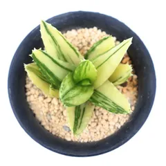 多肉植物 不夜城錦 美斑 アロエ 現品 TK12-38 斑入り 観葉植物 インテリア 園芸 多年草 ガーデニング 室内 植物 インドアグリーンのサムネイル