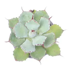多肉植物 吉祥冠 アガベ 現品 TK12-39 観葉植物 インテリア 園芸 ドライガーデン 植栽 多年草 ビザールプランツ 庭のサムネイル