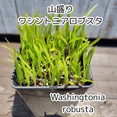 今年は残り10ケース）ティフトン芝生 100苗（5×5トレー4つ） - メルカリ
