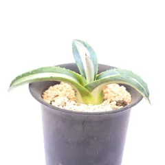 多肉植物 華厳 アガベ 現品 TK12-41 観葉植物 インテリア 園芸 ドライガーデン 植栽 多年草 ビザールプランツ 庭のサムネイル