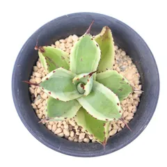 多肉植物 吉祥冠 外斑 アガベ 現品 TK12-42 斑入り 観葉植物 インテリア 園芸 ドライガーデン 植栽 ビザールプランツ 庭のサムネイル